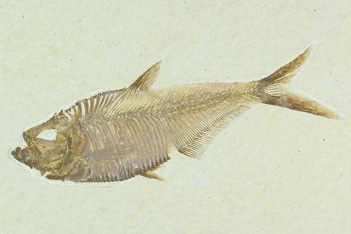 Fossil Fish (Diplomystus) - Green River Formation #130310